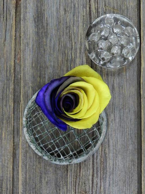 PURPLE & YELLOW  TINTED ROSE